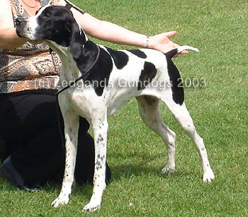 5th Special Yearling Bitch